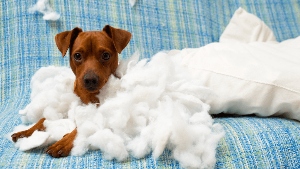 Pes rozkousal polštář