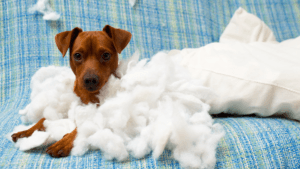 Pes rozkousal polštář