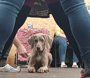 Canisterapie - hra probíhání mezi nohama