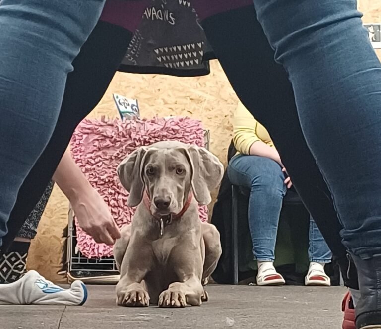 Canisterapie - hra probíhání mezi nohama