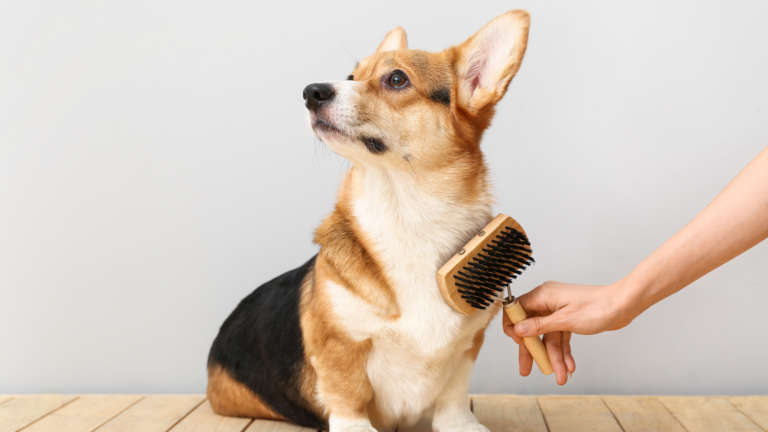 Česání psa
