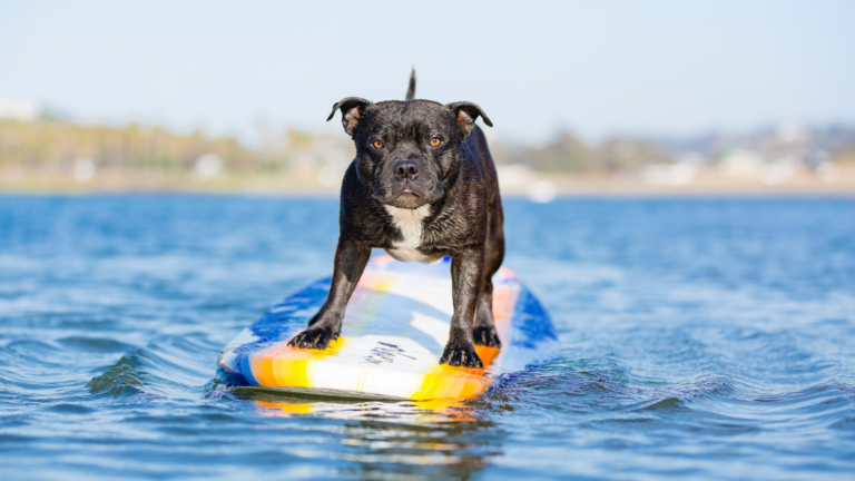 Pes na surfu
