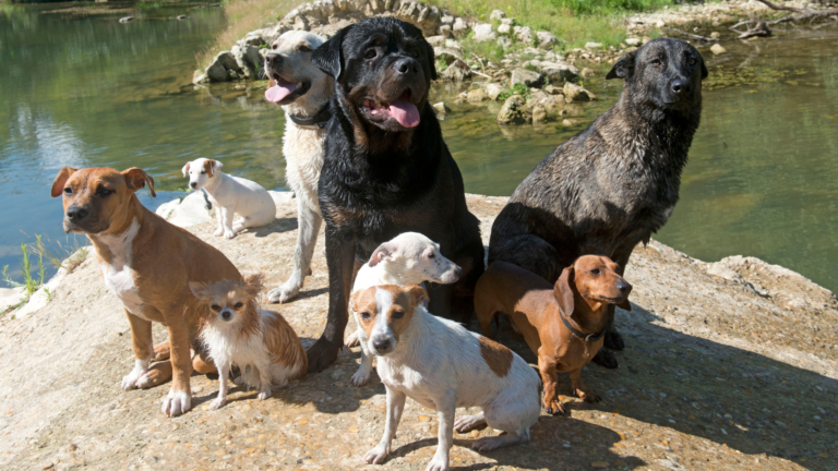 Smečka psů u vody