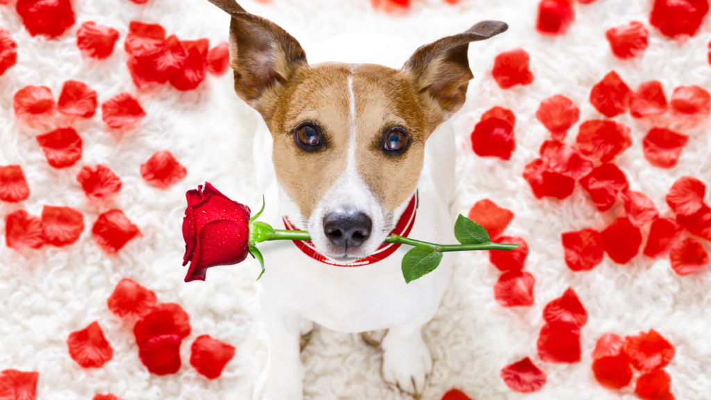 Pes s červenou růží v tlamě