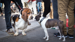 Setkání dvou psů na vodítku