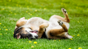 Pes se válí v trávě