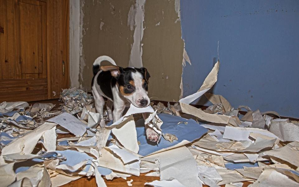 Pes strhal tapety v bytě