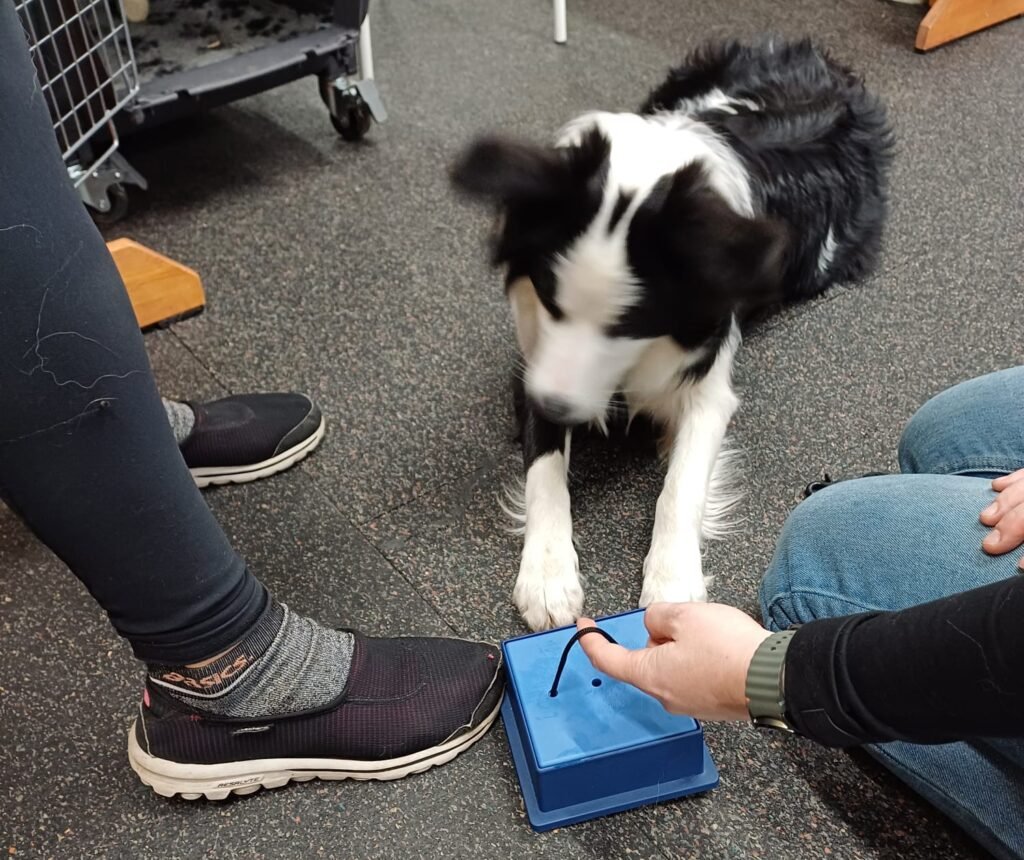 Canisterapie - hlavolam krabička