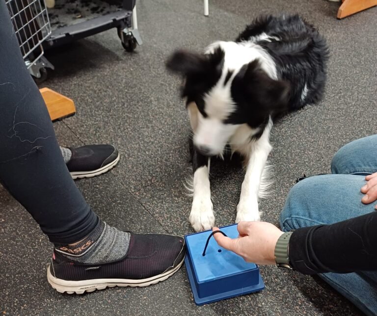 Canisterapie - hlavolam krabička