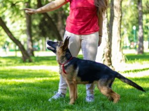 Kynolog je odborník na chování a výcvik psů, najít kvalitního je ale oříšek