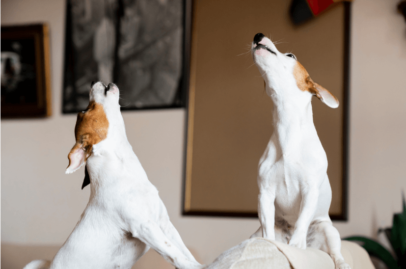 Pes doma vyje jak na lesy