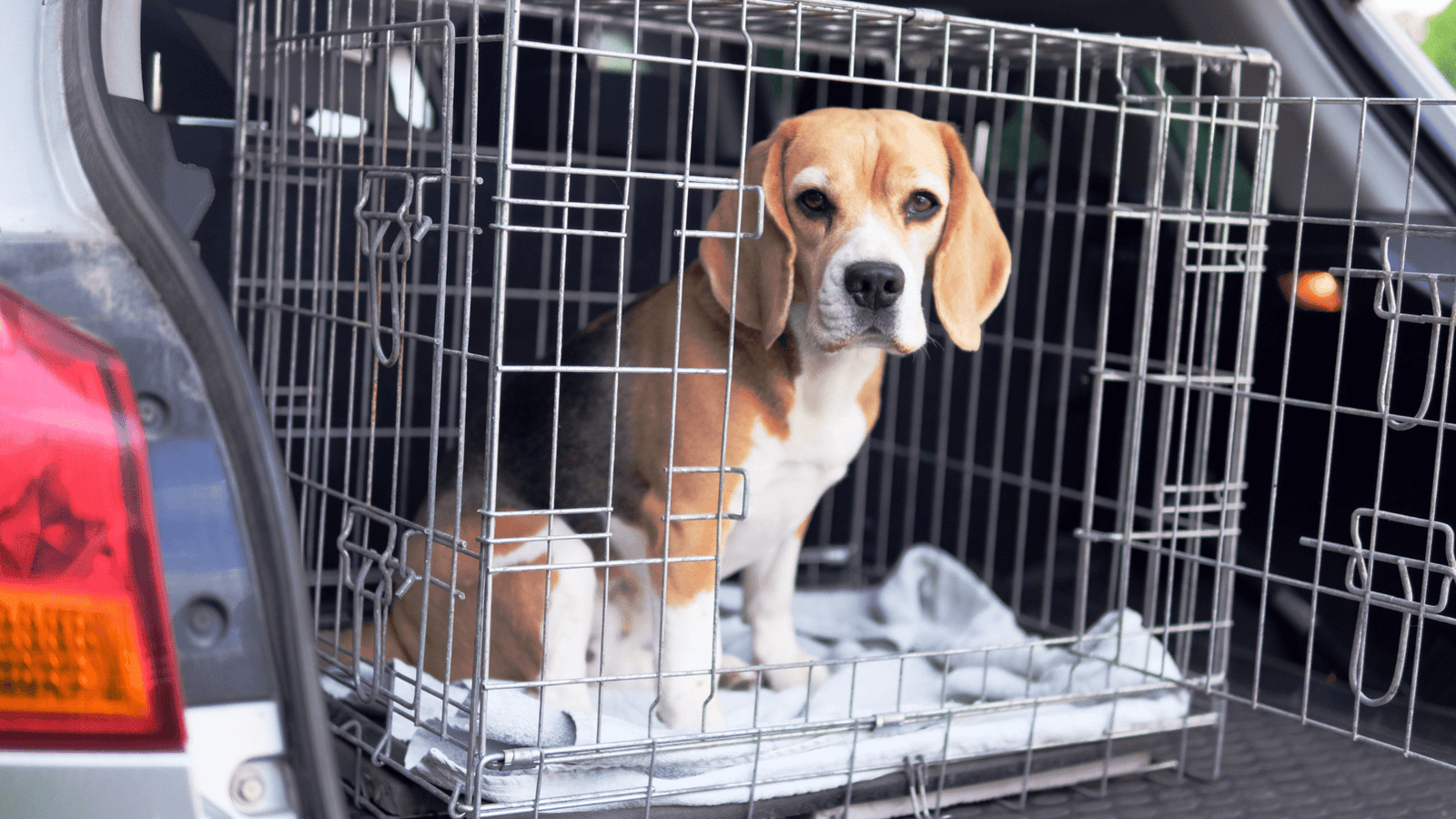 Pes, který umí čekat v autě - protože už je zapojený do projektu Jak na psí samotu