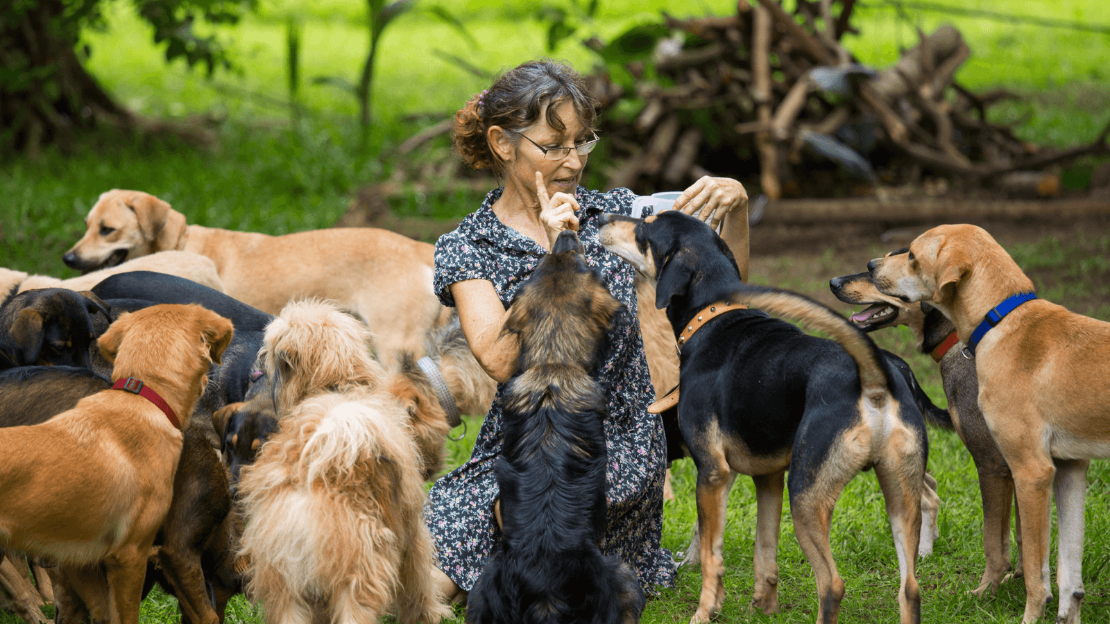 žena se smečkou psů