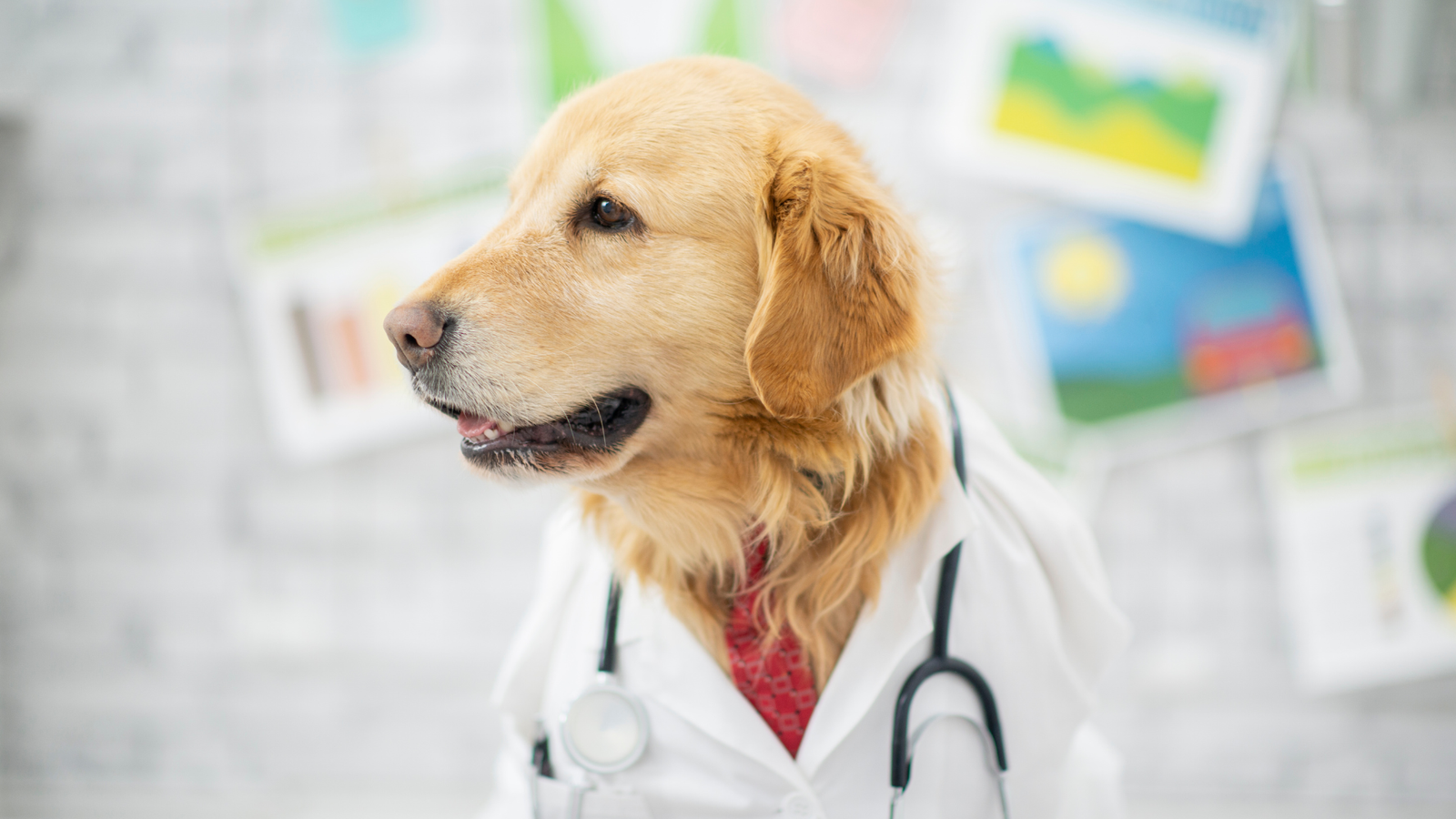 Pes převlečený za doktora